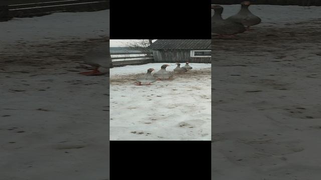 Деревенские хлопоты по хозяйству. Кошечка Лапа, волкодав Ева🐈 куры🐔 гуси🪿