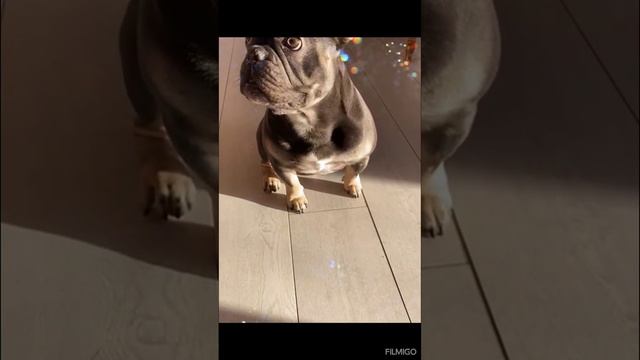 Бульдог голубой тан