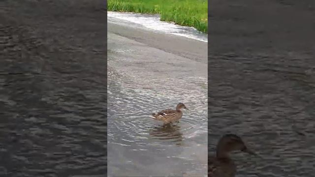 ВЫ ТАКОГО  ЕЩЕ  НЕ  ВИДЕЛИ! ДИКАЯ  УТКА.