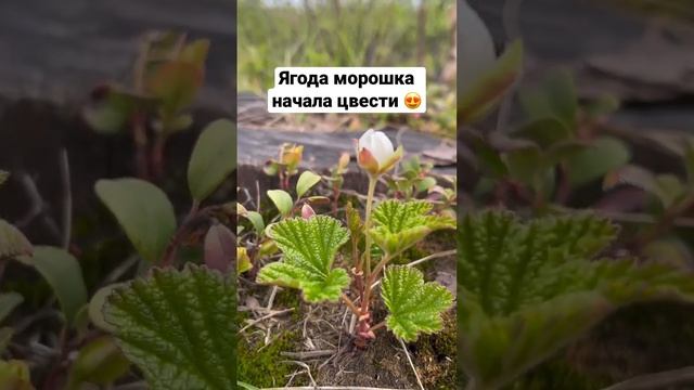 В тундре зацвела ягода морошка😊 #крайнийсевер #арктика