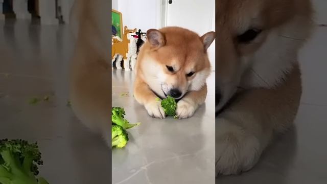 Dog eating broccoli 🥦❤️ #shorts #dog #dogs #animals