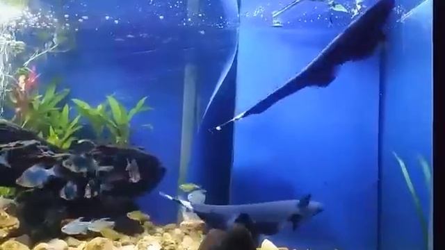 Black Ghost Knife Fish #tropicalfish  #aquariumfish  #blackghost  #blackghsotknifefish