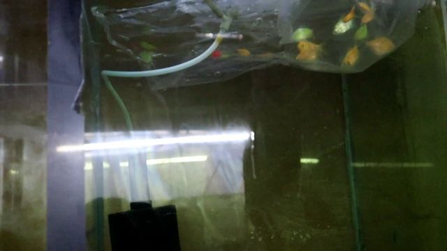 GloFish types and tank
