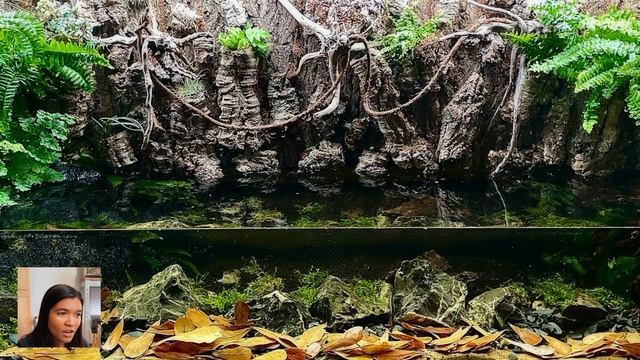 turtle tank ✨inspiration✨ for new turtle owners (REACTING TO MY SUBSCRIBERS TANKS)