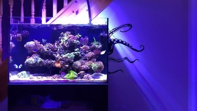 Reef Aquarium - eaReef Pro 900 - Episode 33 - Tank  Update