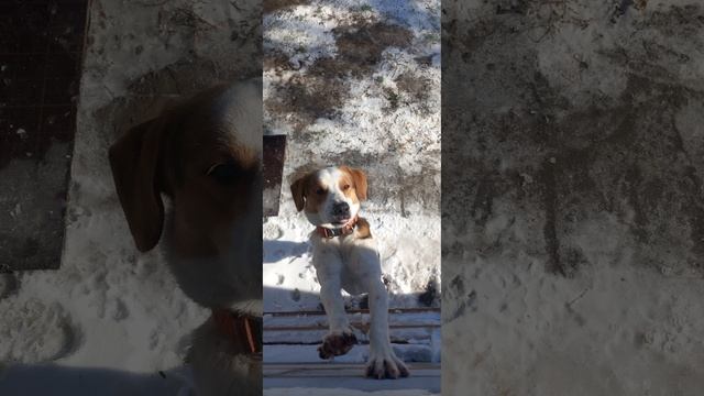 моя собака 🐕 Амур