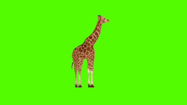 Green screen giraffe | Giraffe green screen | greenscreen video | greenscreen giraffe animation