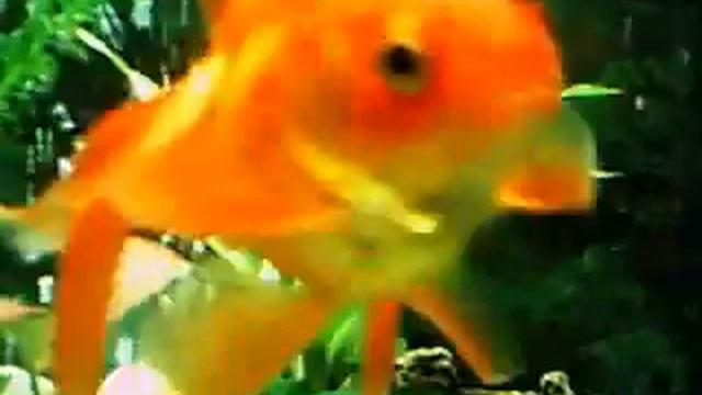 goldfish aquarium Become forested