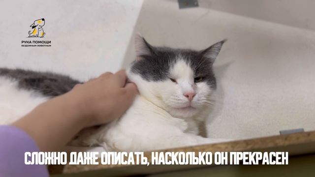 Самый лучший кот на свете! Поддержать⬇️