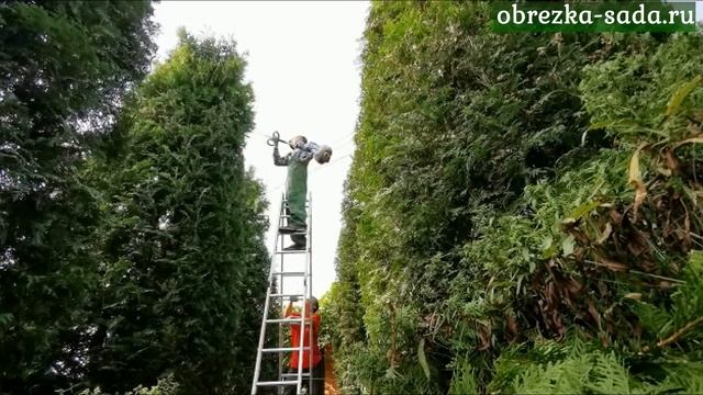 Обрезка хвойных деревьев и кустарников