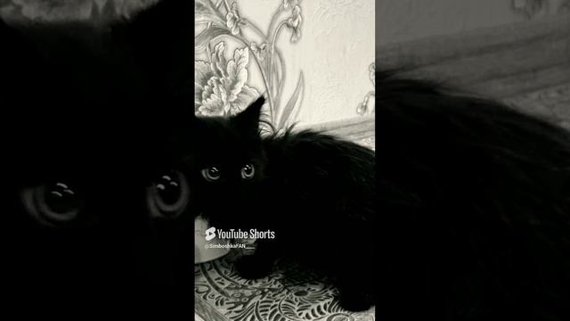 //(YT: 10 марта, 2023г.)❤ подпишись если любишь котиков ❤