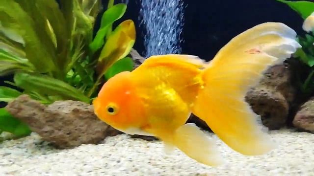 Goldfish Aquarium