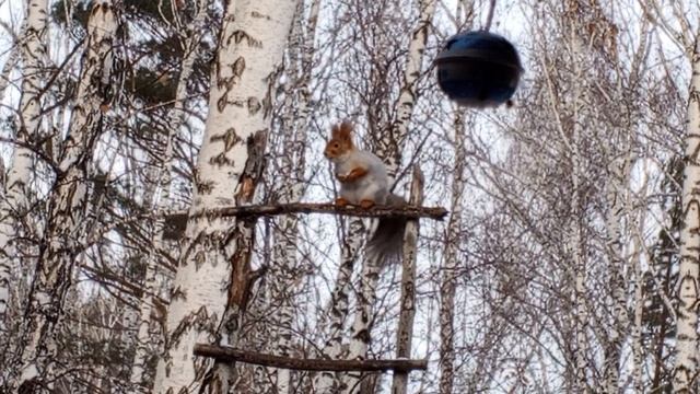 Красотка вечером пожаловала