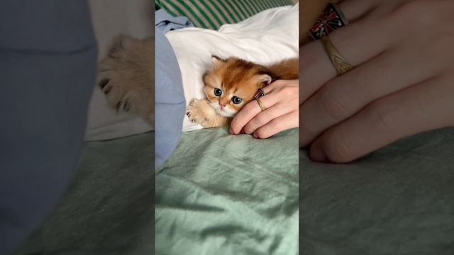 Длинношерстный британский котенок Рафаэль