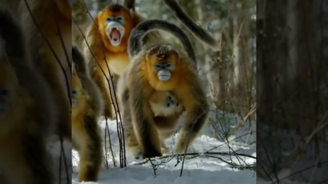 The Hidden Wildlife In China | #shorts #knowmorefacts