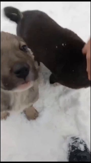 Щенкопад продолжается!