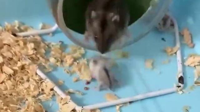 Не отлынивай, скотинка!
