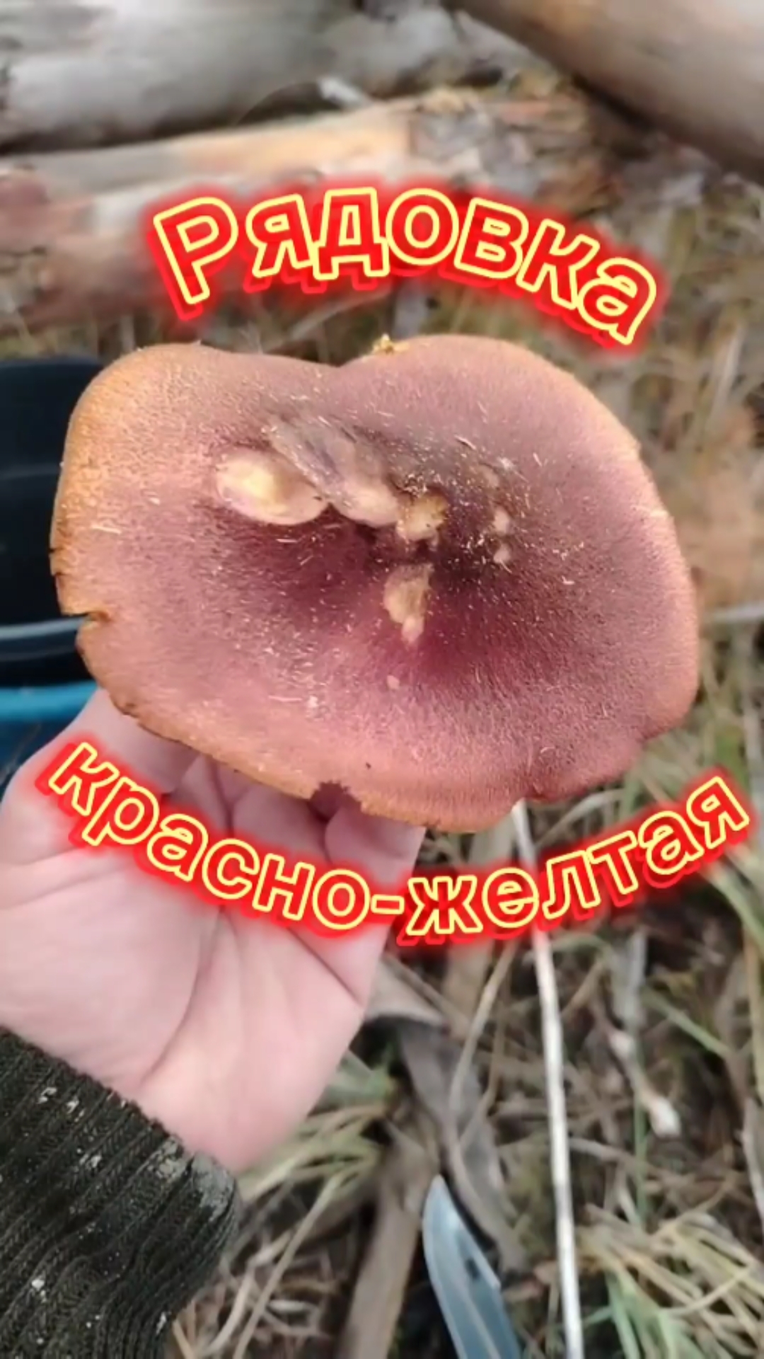 Рядовка красножелтая
