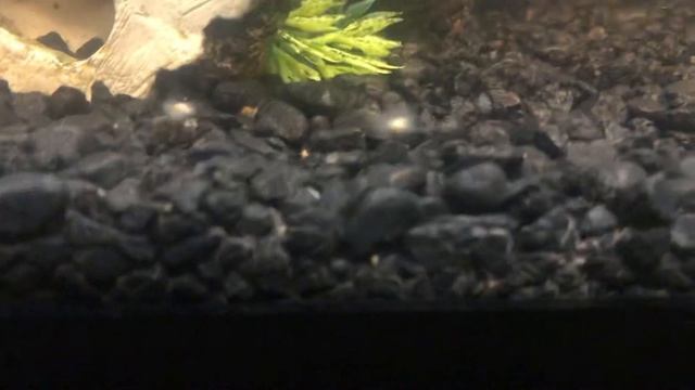 Kuhli Loach eggs are hatching all over my tank! Hundreds of babies! Oh no!!! Help! What do I do?