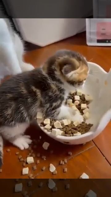 котенок обжорка..