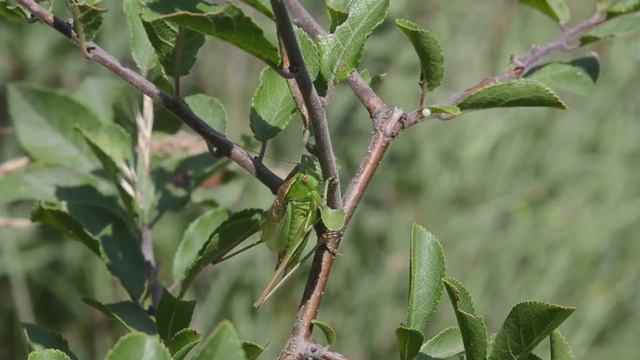 Metrioptera bicolor, male calling