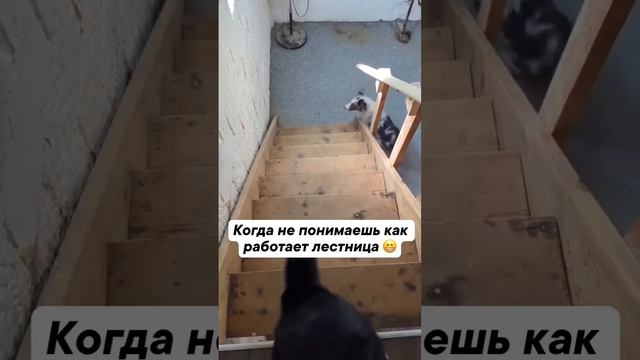 Когда не понимаешь как работает лестница