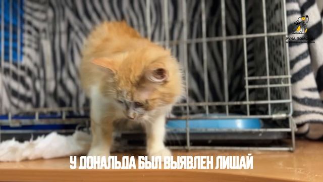 Наш новый житель Дональд. Поддержать⬇️