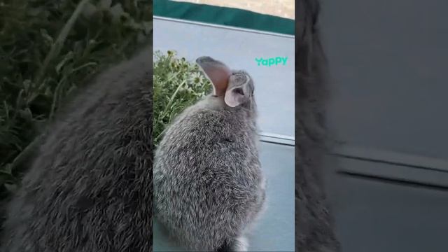 Крольчонок