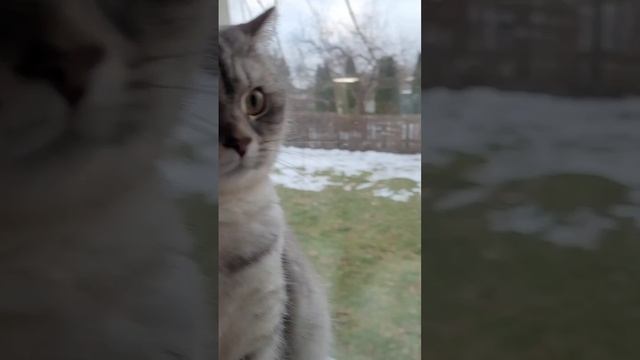 Грустная Нюська