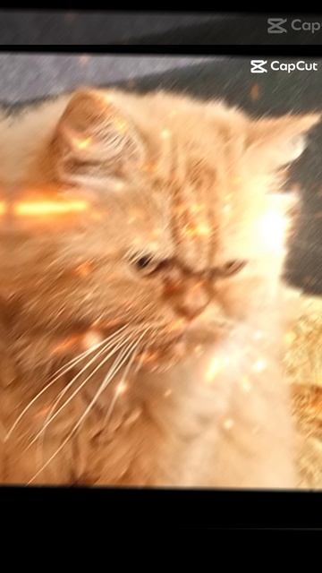 КОТОмонтаж