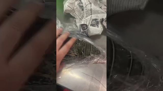 1001528676.mp4