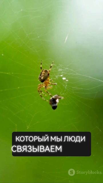 Чувствуют ли насекомые боль?