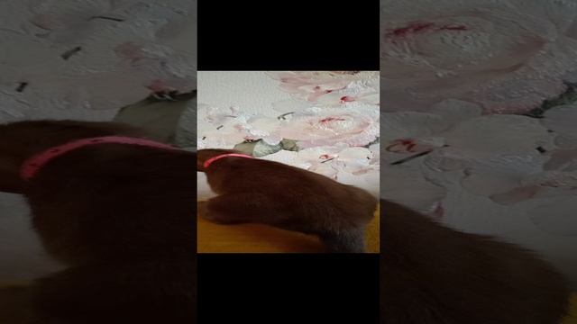 1000026251.mp4