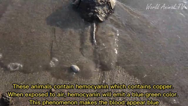 Horseshoe Crabs, #animalchannel #animaleducation #animals  #animal #worldanimaltv #worldanimal