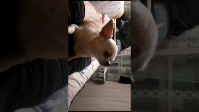 ЗЛАТОВЛАСКА РАЗГОВАРИВАЕТ