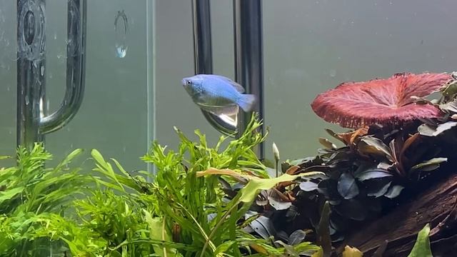 70L Dennerle Scapers Tank The Island Episode 2: Planting