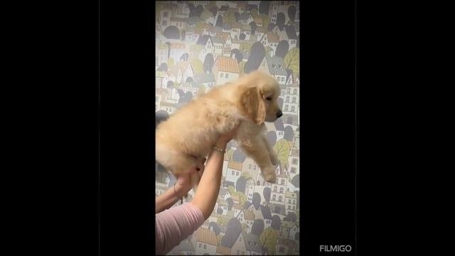 золототисиы ретривер
