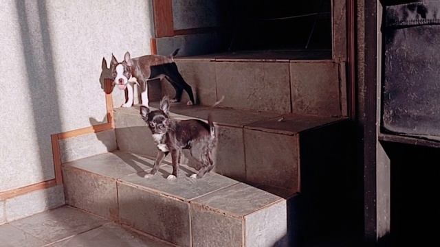 1000023733.mp4