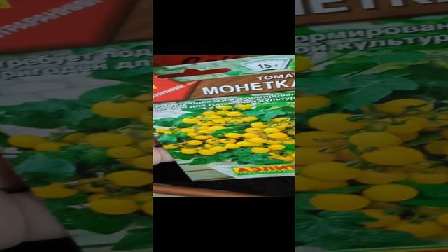 Помидоры черри 🍅🍅🍅 на подоконнике и острый перец 🌶️🌶️🌶️.