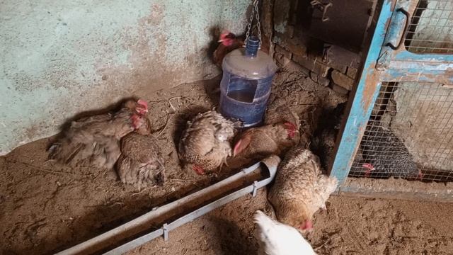 куры купаются.