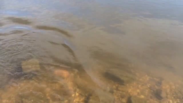 NA RYBY IŁOWA .KARP. 12kg KARPFEN ANGELEN ELBE LABA FISHING