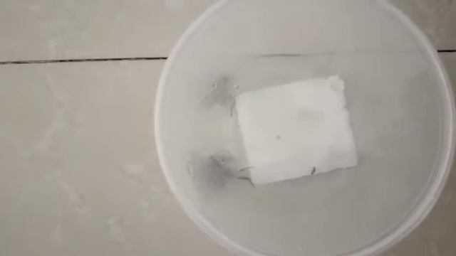 Pembuatan Insectarium Jangkrik atau Acheta domesticus