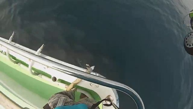 相模湾一俊丸シイラ・縮尺1/2PEN 【高画質720HD】