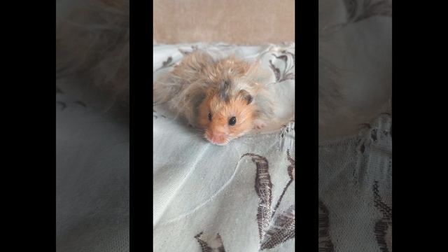 2 часть мой хомячок хомыч