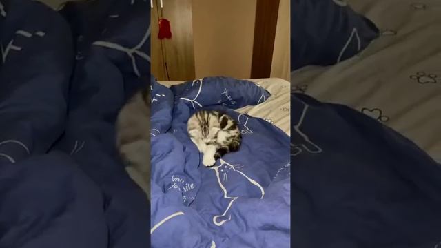 Мы в ВК https://vk.com/life_of_cats