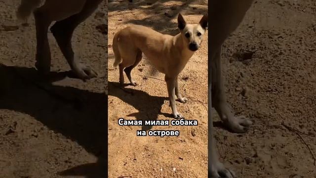 Самая милая собака на острове #kamboja #survival #island #остров #выживание #жизньвлесу #kiev