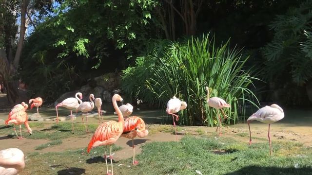 Flamingo in LA Zoo