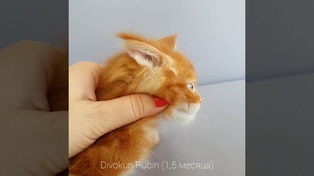 Профиль котенка мейн-кун (1,5 месяца) Divokun Rubin