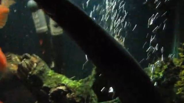 shy ghost knife fish with Eel and parrot