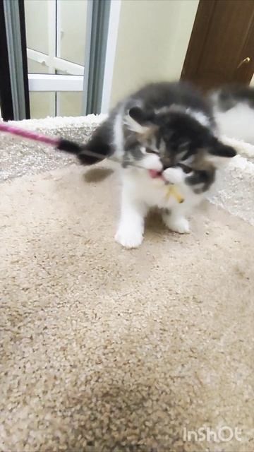 ПАВЛИНА 🥰